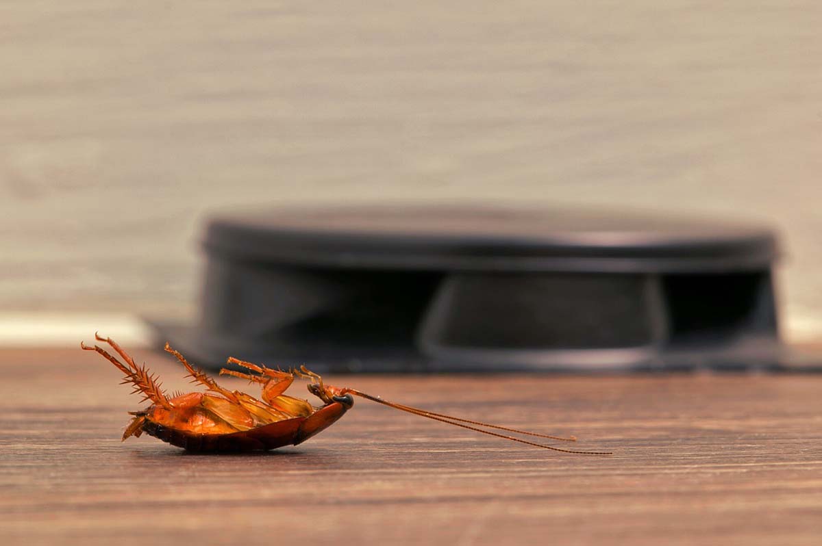 Spotted a Dead Roach in Your Home? Here’s What You Need to Do!