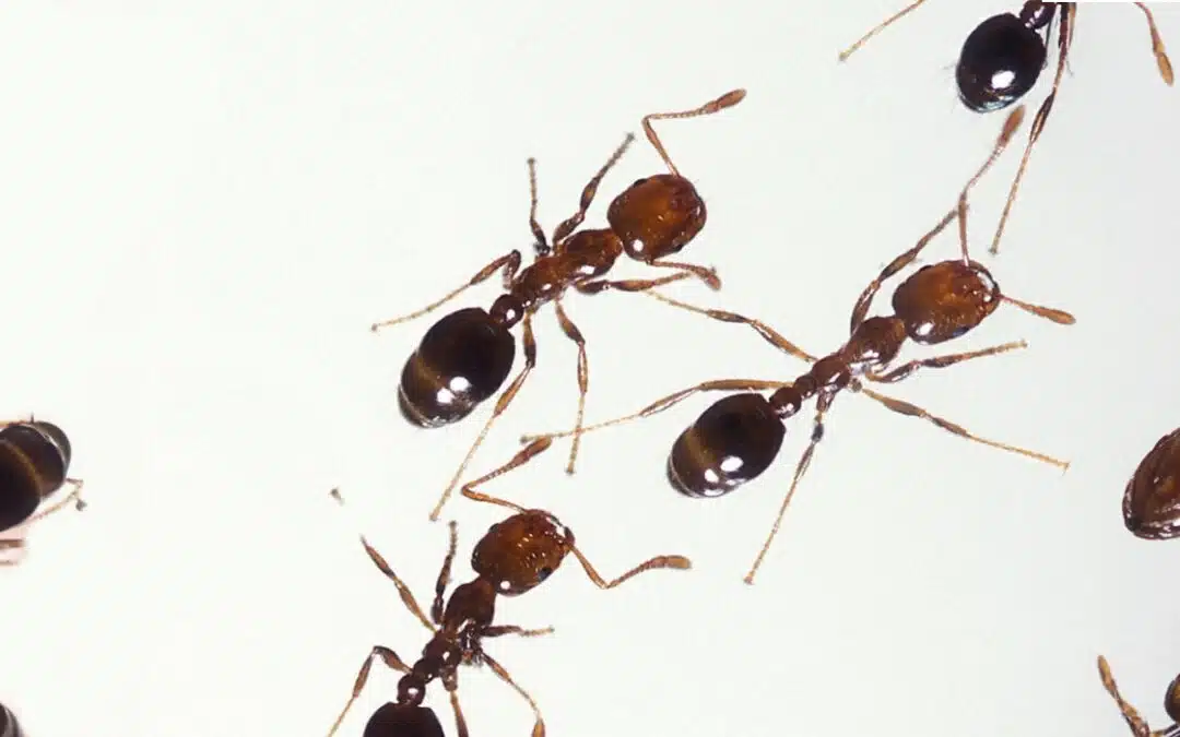 What to Do If You Have Ants in Your Walls