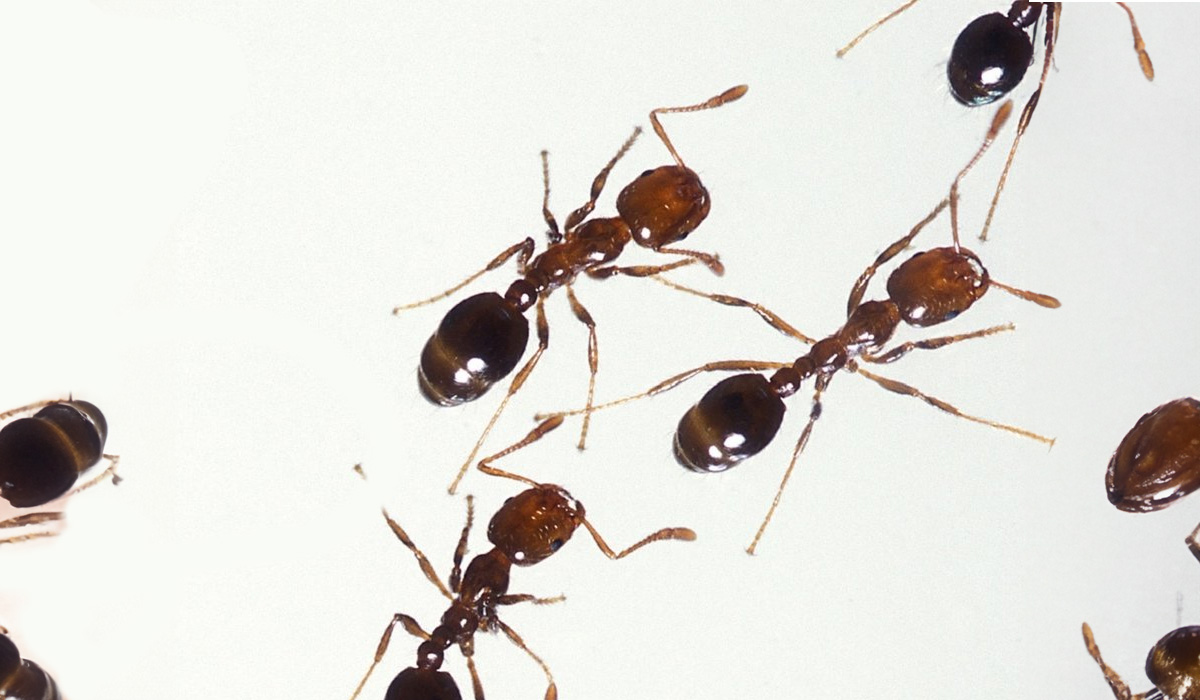 What to Do If You Have Ants in Your Walls - Fast Action Pest Control