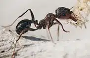Ant Control - Fast Action Pest Control