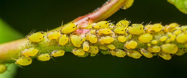 Aphids - Aphid Control - Fast Action Pest Control