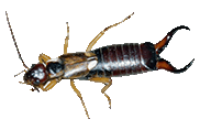 Earwig Control - Fast Action Pest Control