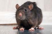 Rodent Control - Fast Action Pest Control