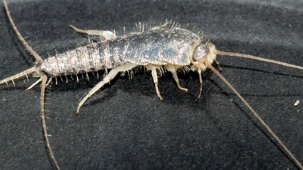 Silverfish Control