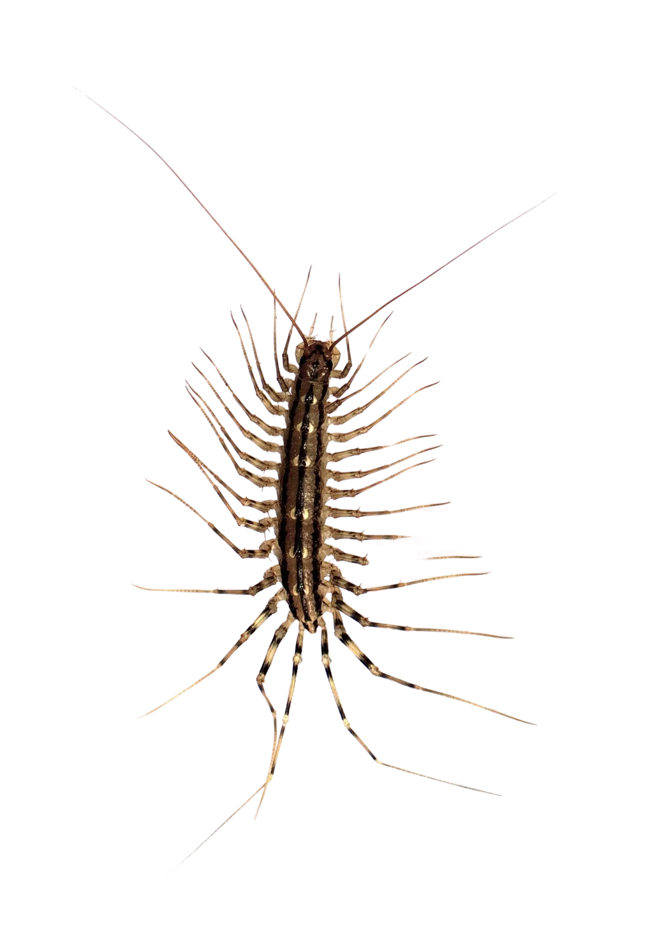 Silverfish Treatment