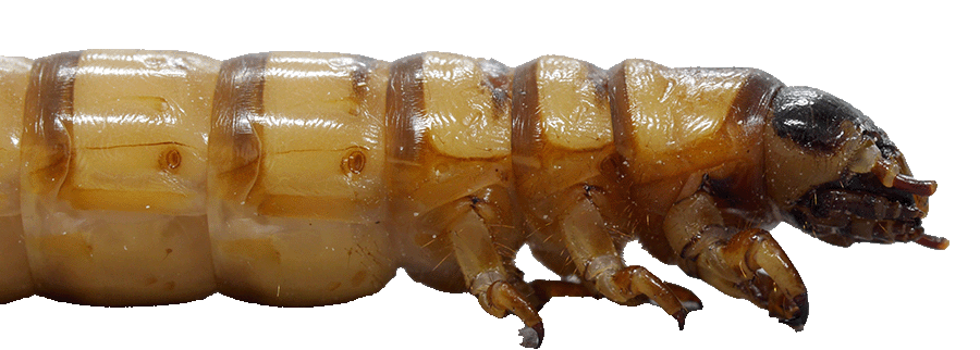 Termite Control - Fast Action Pest Control