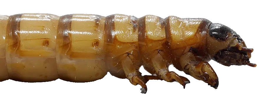 Termite Control - Fast Action Pest Control