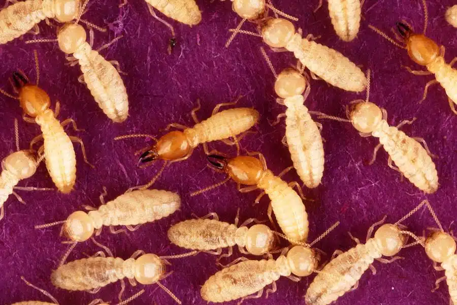 Termites in wood