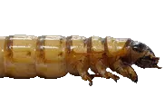 Termite Control - Fast Action Pest Control