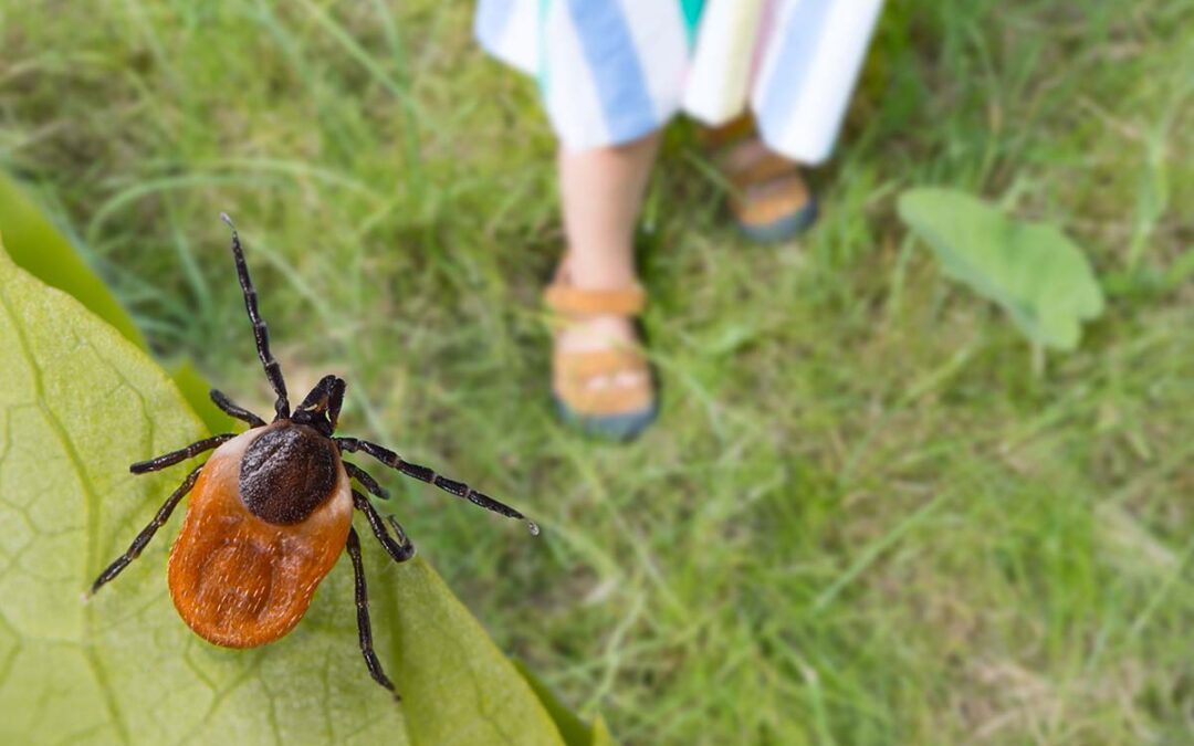 Tick Bites May Cause Allergy To Meat