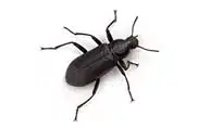 Beetle Control - Fast Action Pest Control