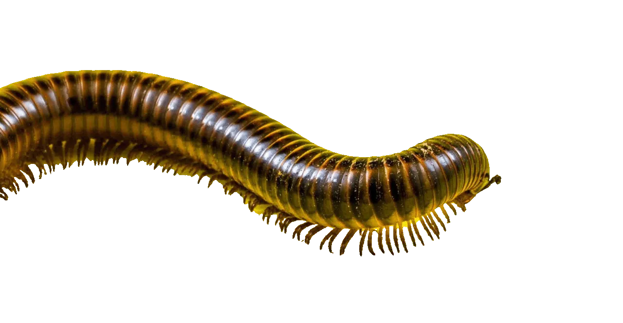 House Centipede