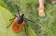 Tick Control - Fast Action Pest Control