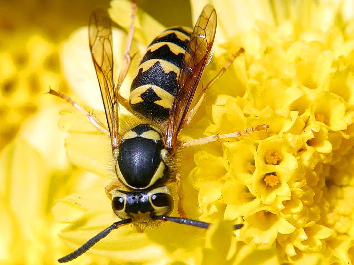 Sacramento Summer of Wasps