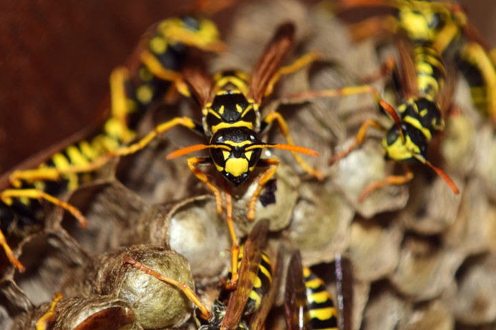 Wasps Hit Sac With Force