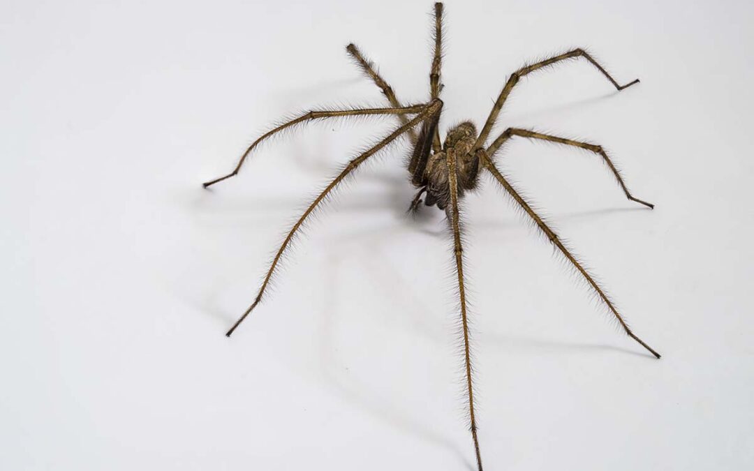 9 Tips for Preventing House Spiders in California