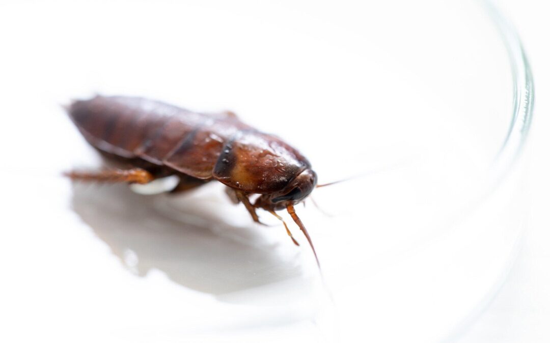Pest Prevention Methods: How Do Cockroaches Get in Your House?