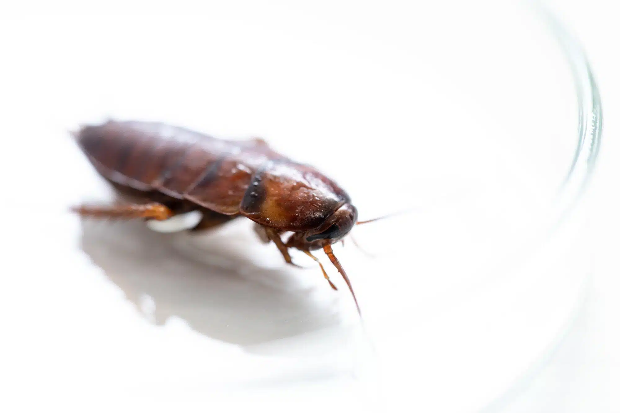 Cockroach front