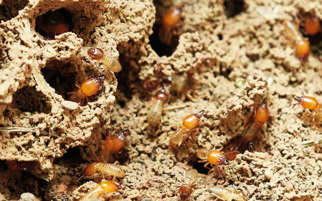 What Do Subterranean Termites Tubes Look Like?