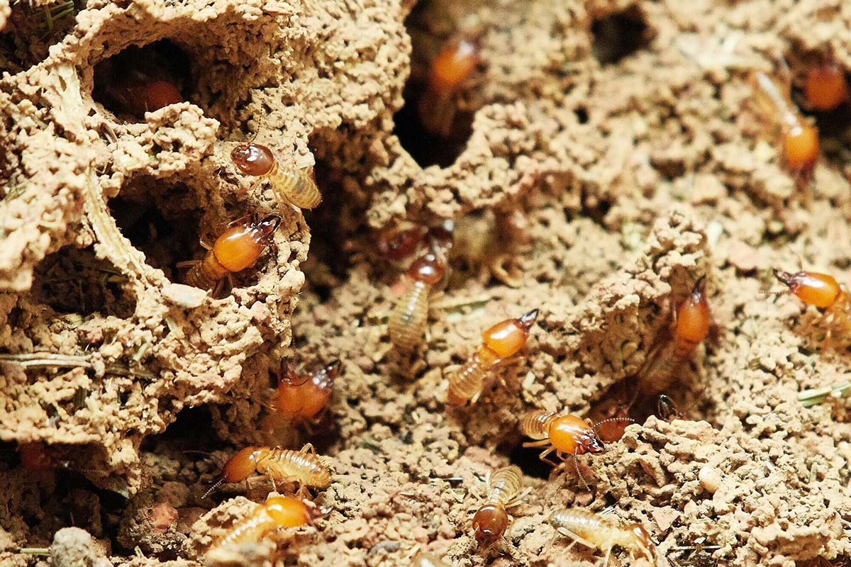 subterranean termites tubes