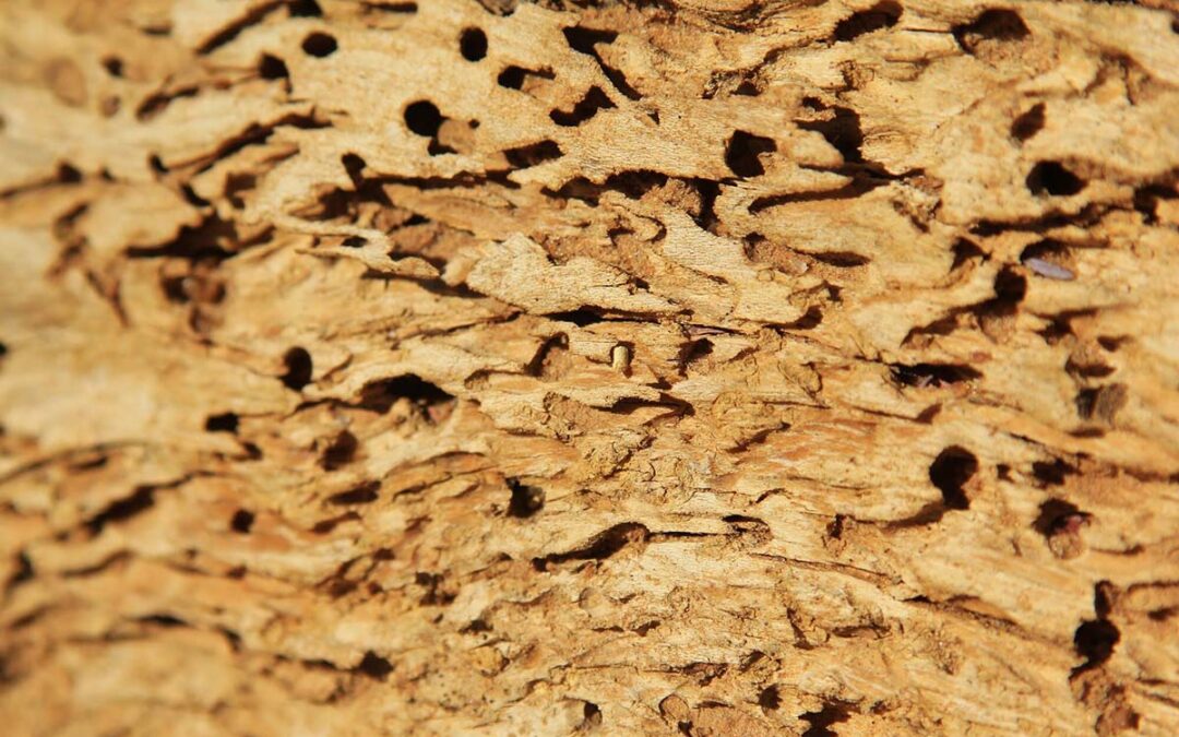 How to Prevent Drywood Termites: 7 Tips for Homeowners