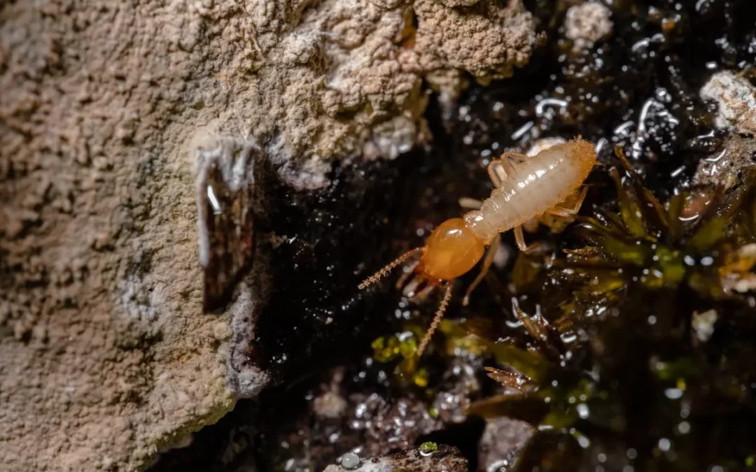5 Warning Signs of Termites in Your Elk Grove Home