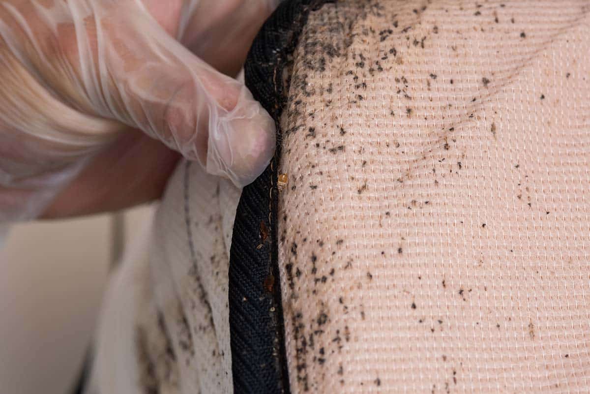 bed bug husks