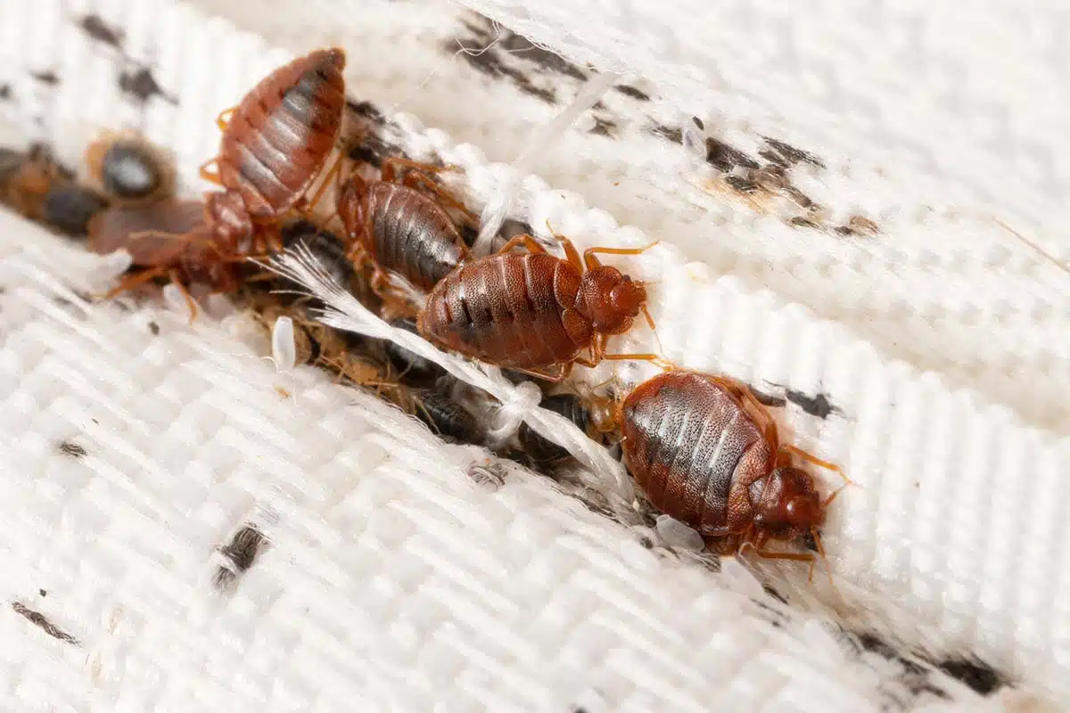 What to Do When You Find Baby Bed Bugs: Immediate Actions and Solutions