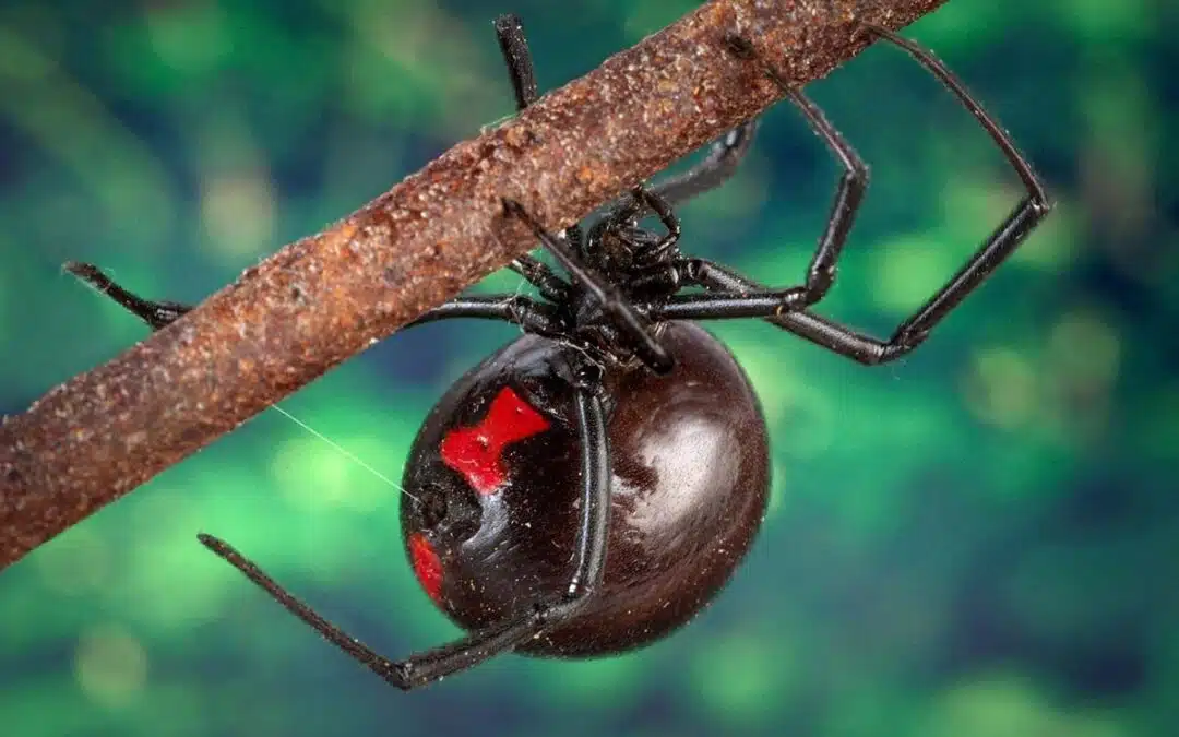 7 Tips for Handling a Black Widow Spider Infestation