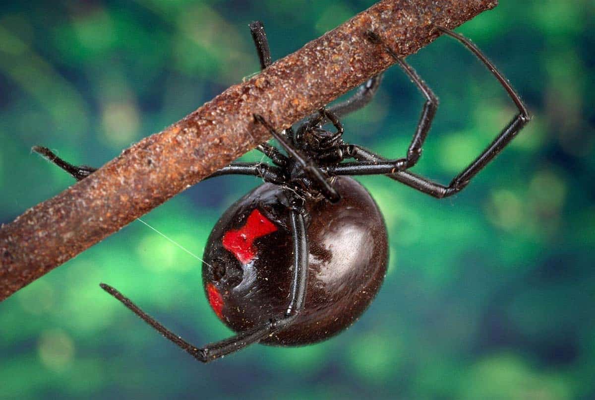 black-widow-spider-arachnid - Fast Action Pest Control