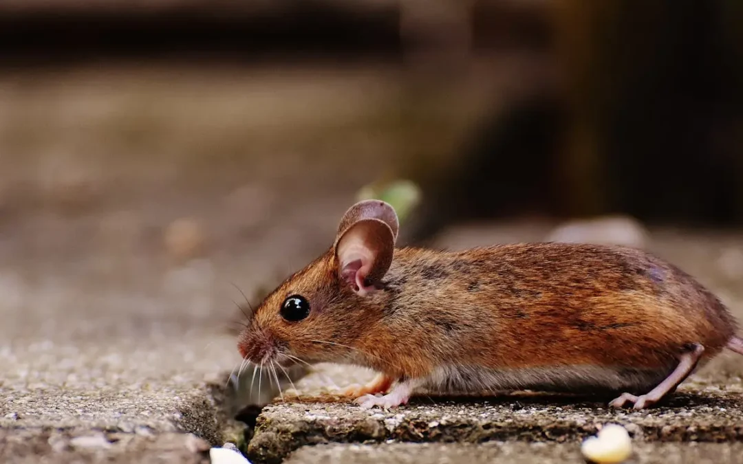 How Eco-Friendly Rodent Control Protects Elk Grove’s Natural Habitats