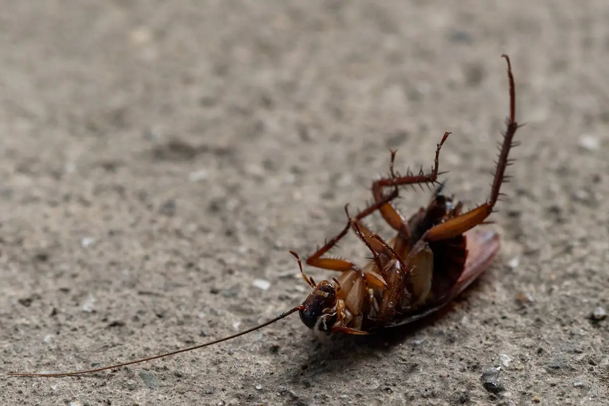 Sacramento Cockroaches