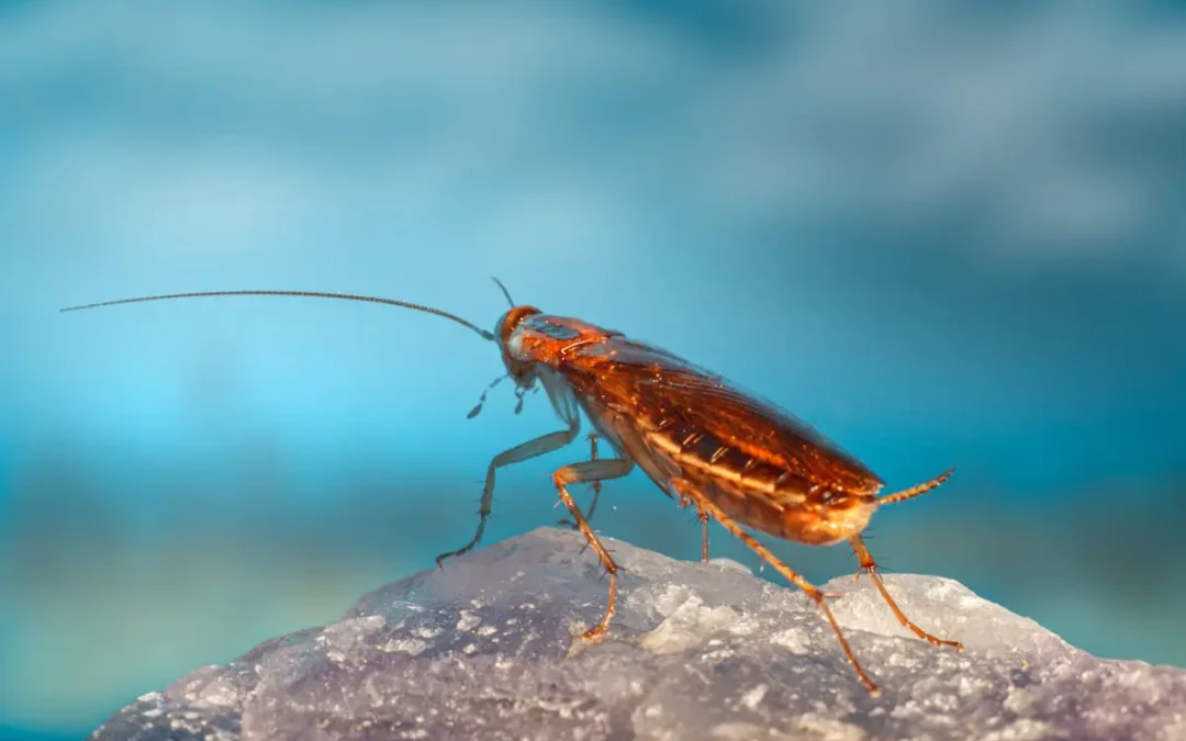 The Secret Life of Roaches: Discover Where Infestations Start