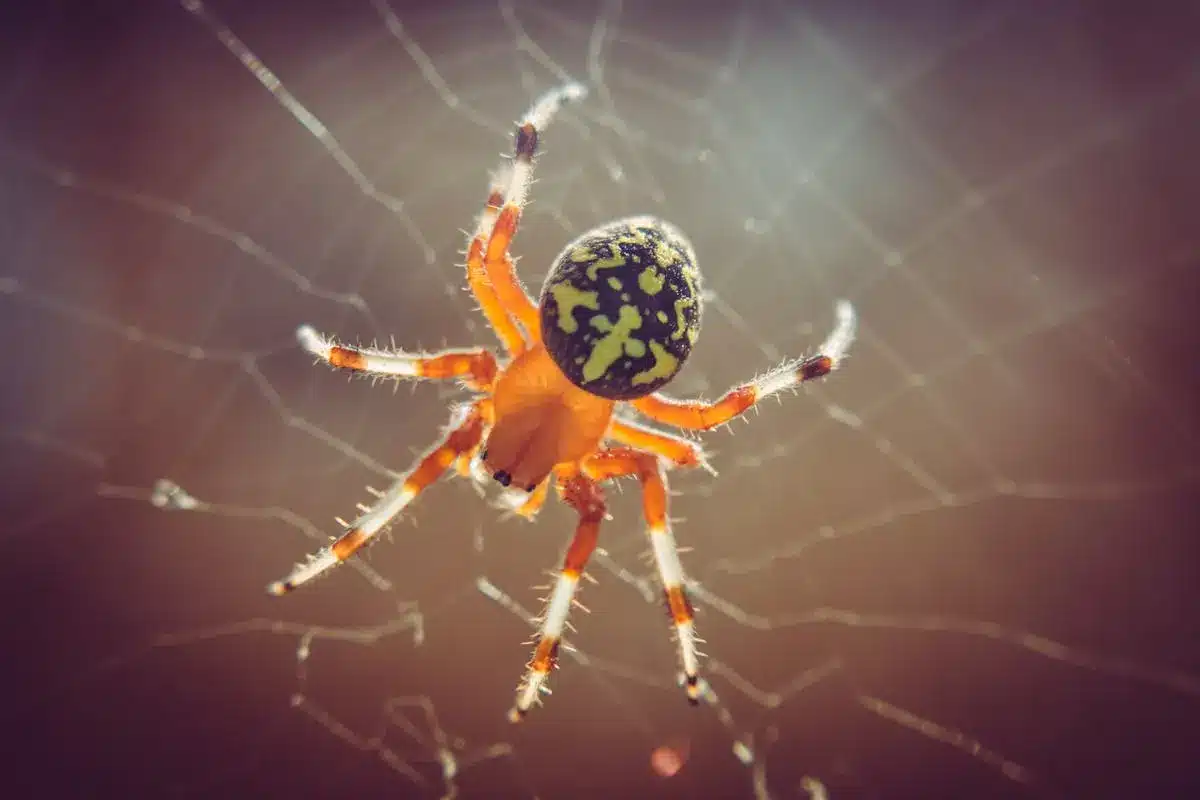 Close-up of a colorful spider on web