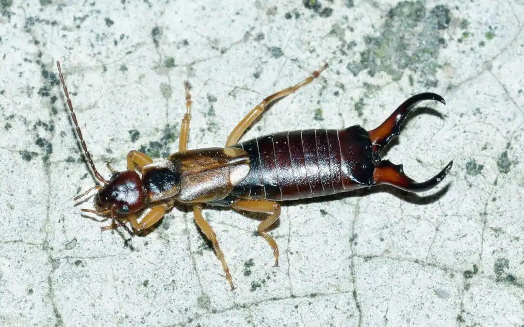 7 Signs of an Earwig Infestation You Should Never Ignore