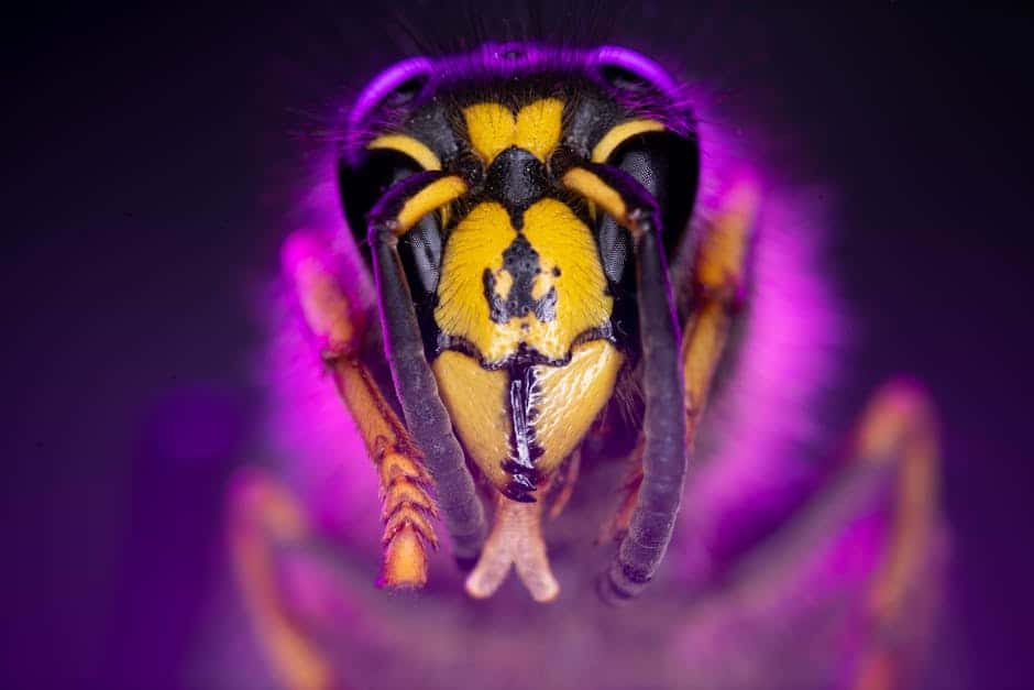 Close-up of a wasp's face in purple lighting