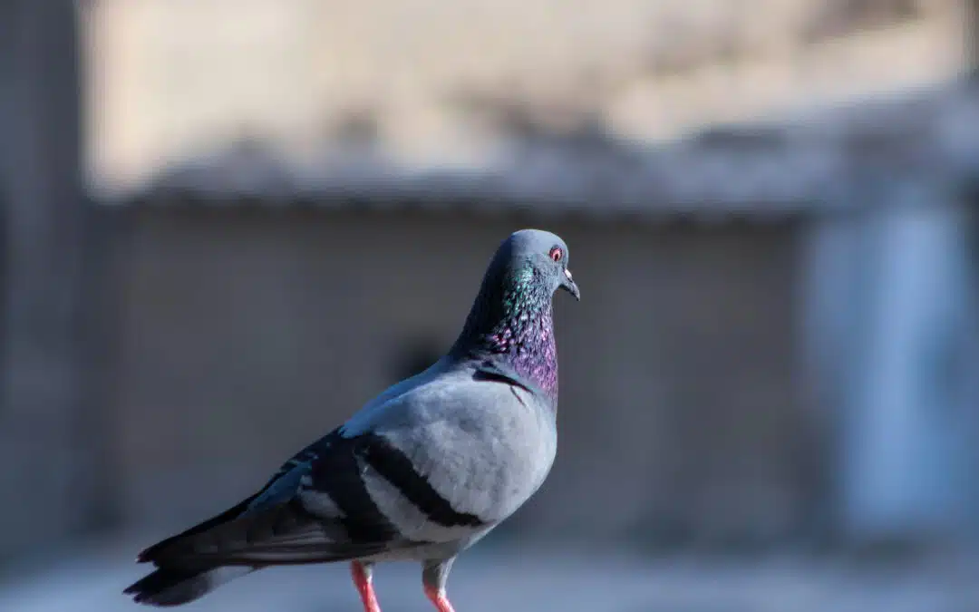 The Hidden Dangers of Pigeon Infestations in Your Home