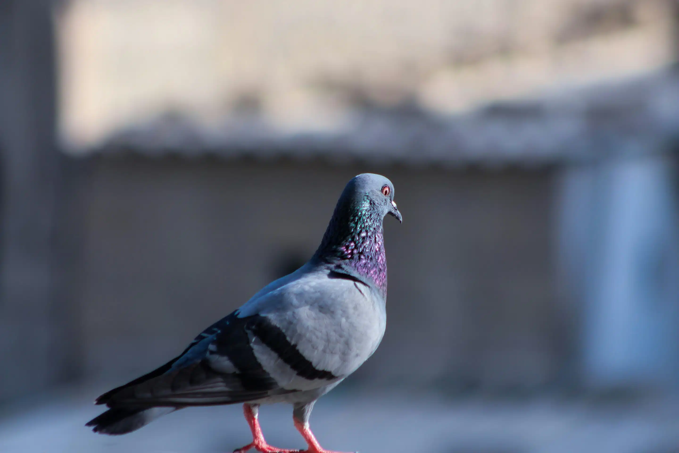 Close-up of pigeon on ledge