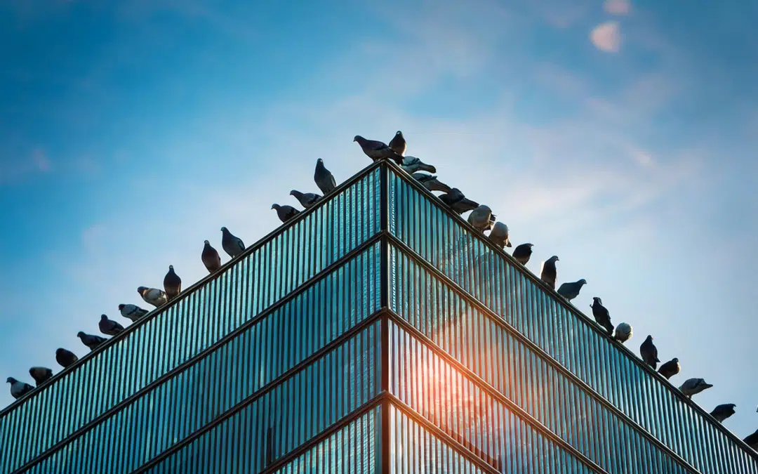 The Costly Impact of Pigeons on Commercial Properties