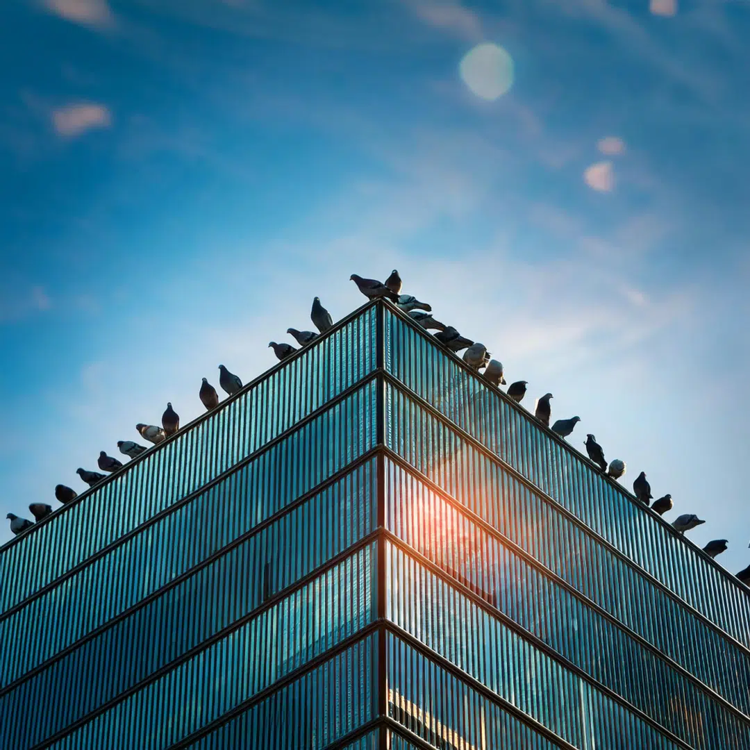 Pigeons perched on modern glass building.