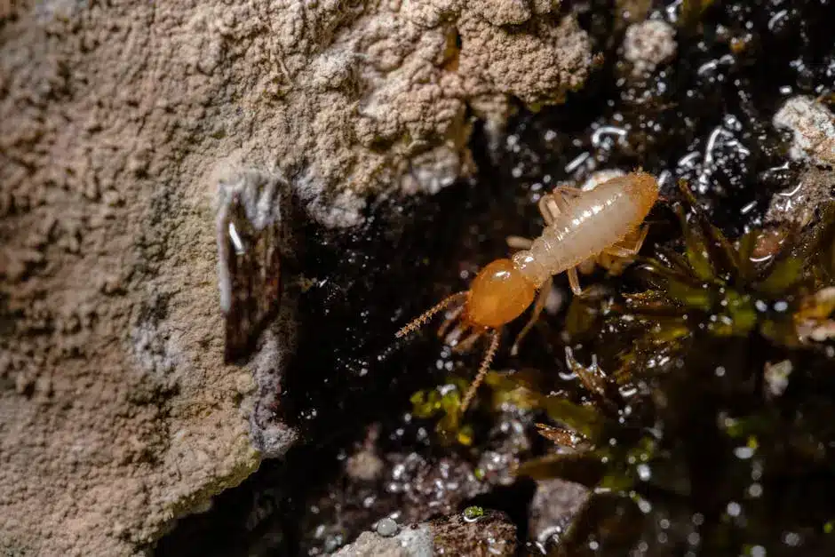 Close-up of a termite on a rock.