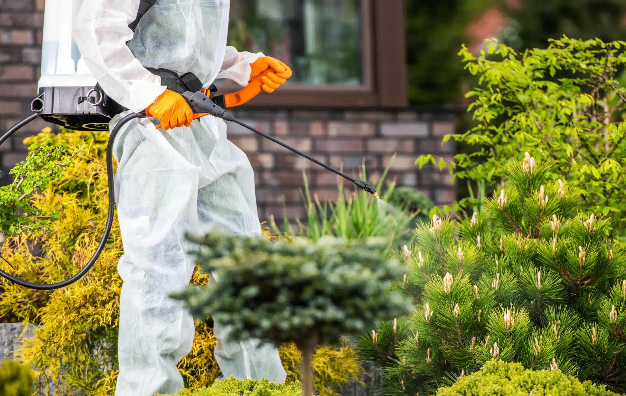 Person spraying pesticides in garden