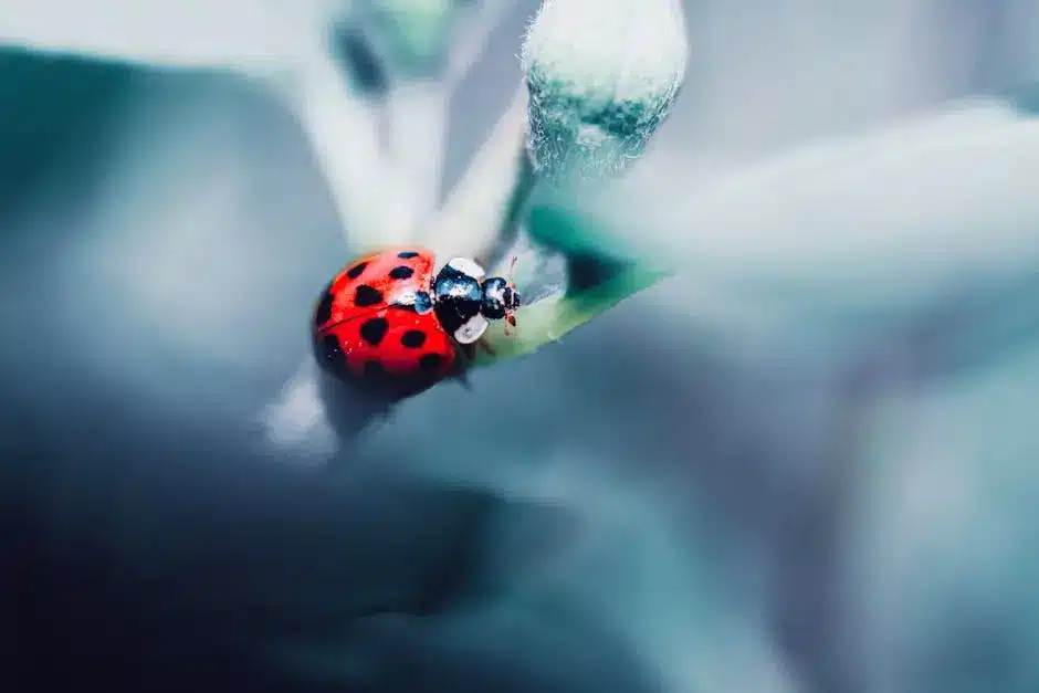 Close-up of ladybug on leaf