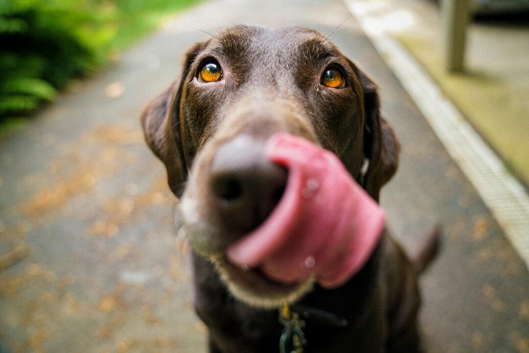 Dog licking nose playfully close-up.