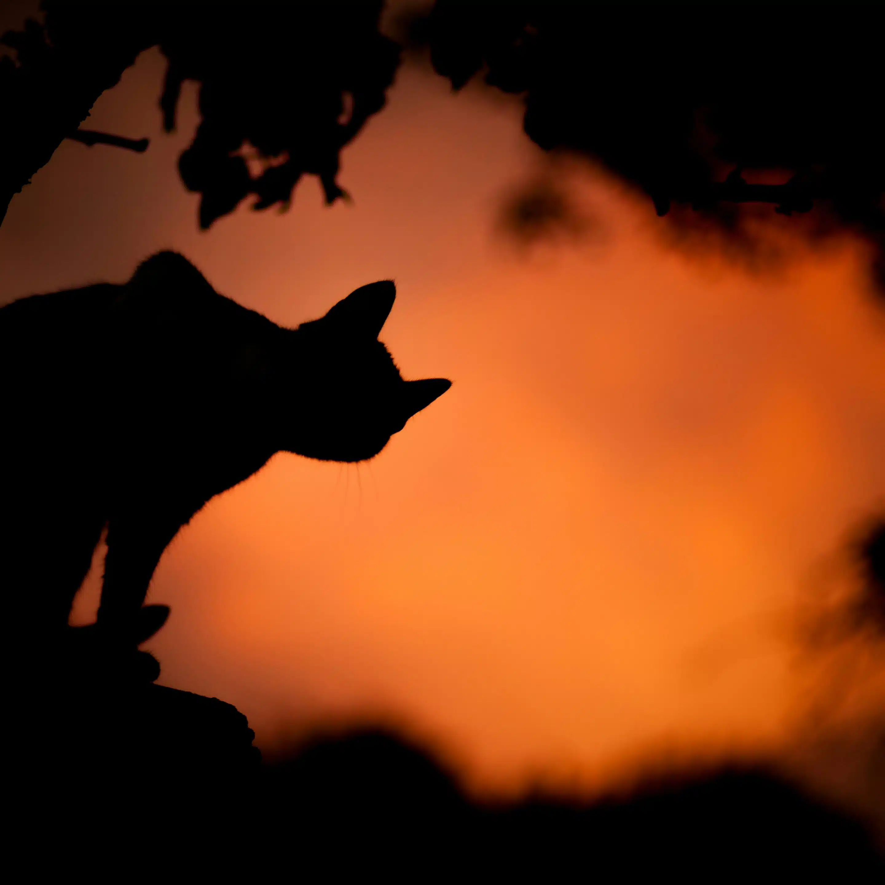 Silhouette of cat against a sunset sky.