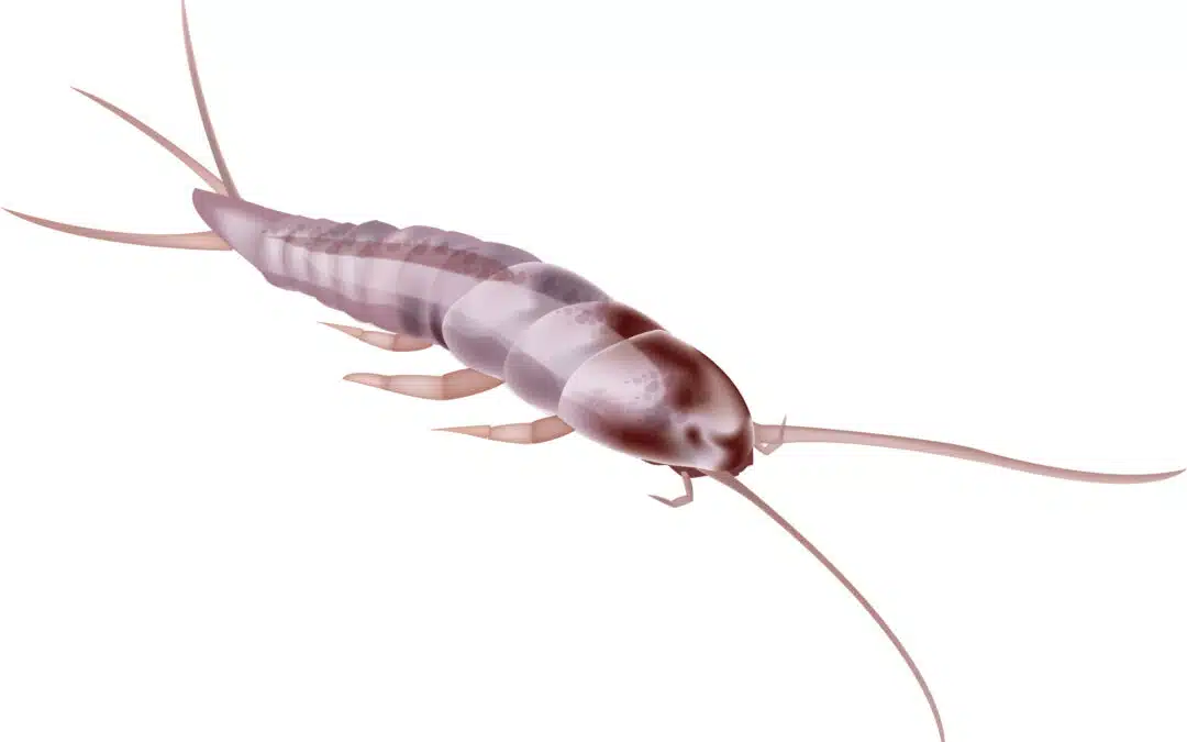 Identifying Silverfish Infestations: How Many is Too Many?