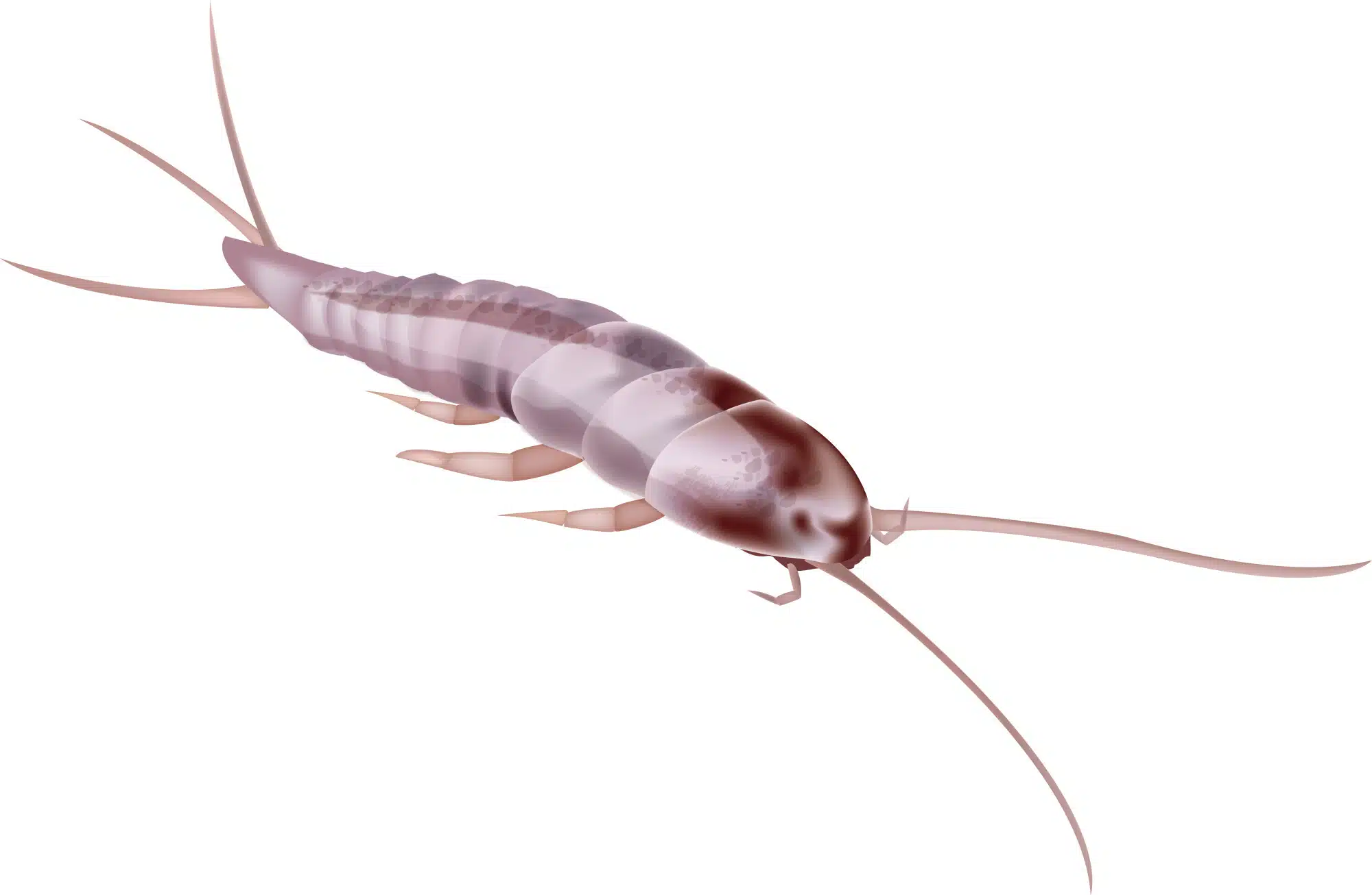 Identifying Silverfish Infestations: How Many is Too Many?