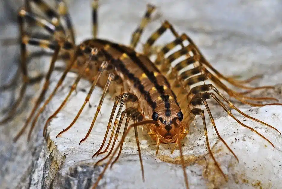 Close-up of a house centipede on white surface.