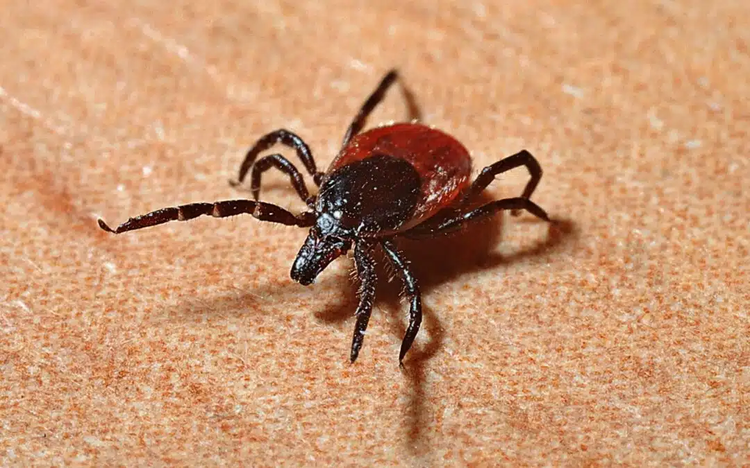 How Can Tick Control for Yard Spaces Protect Your Family?